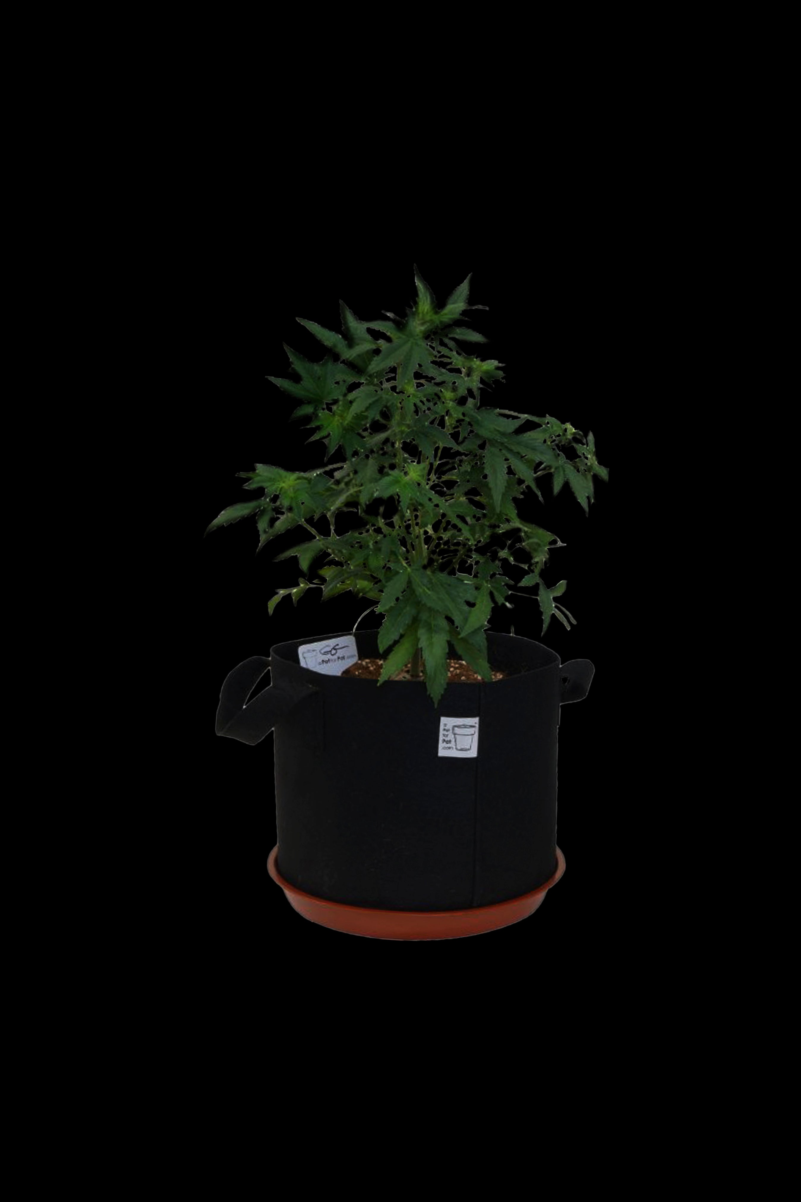 A Pot for Pot Premium Air Pruning Fabric Pots