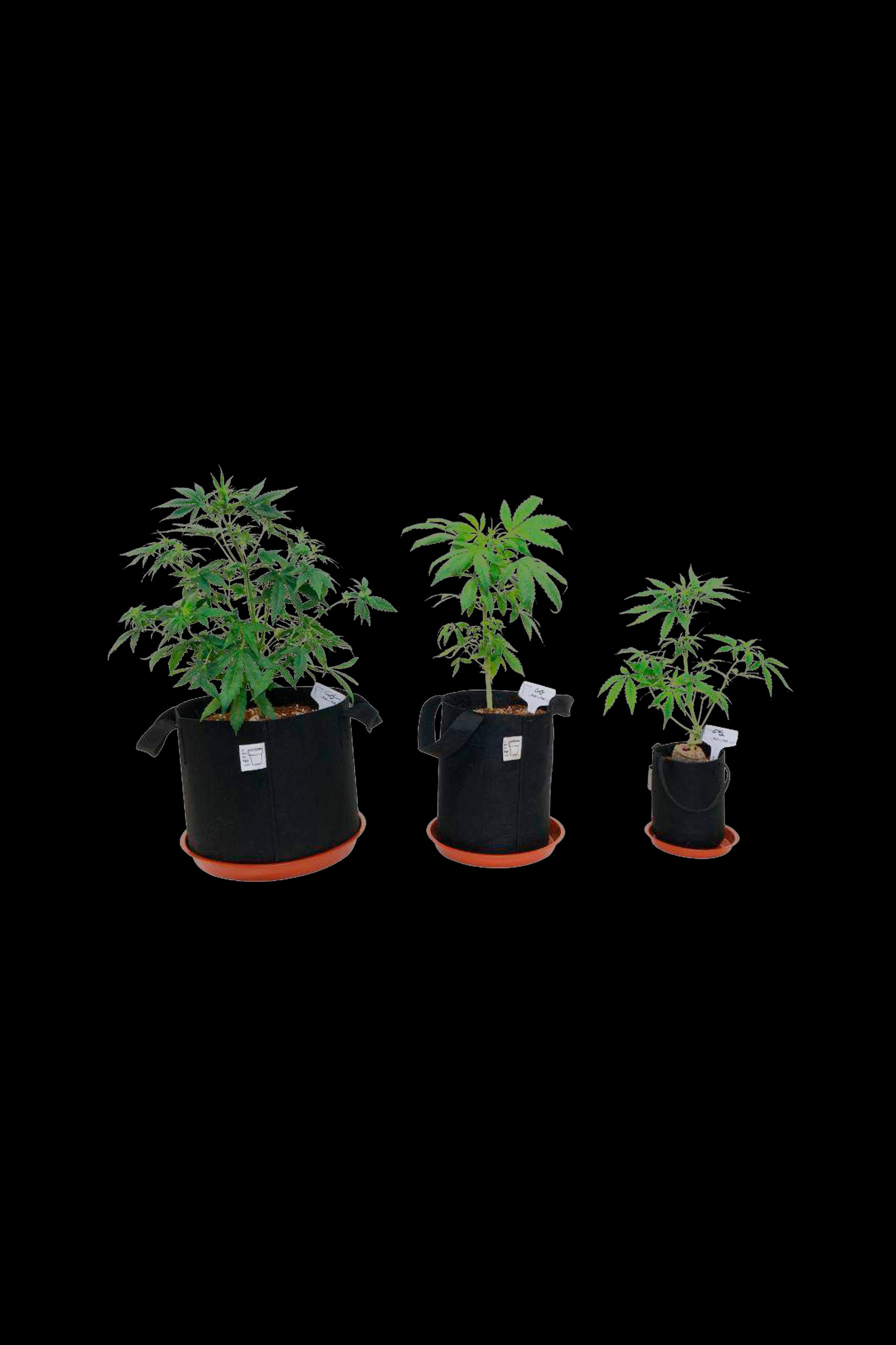 A Pot For Pot Air Pruning Fabric Pot