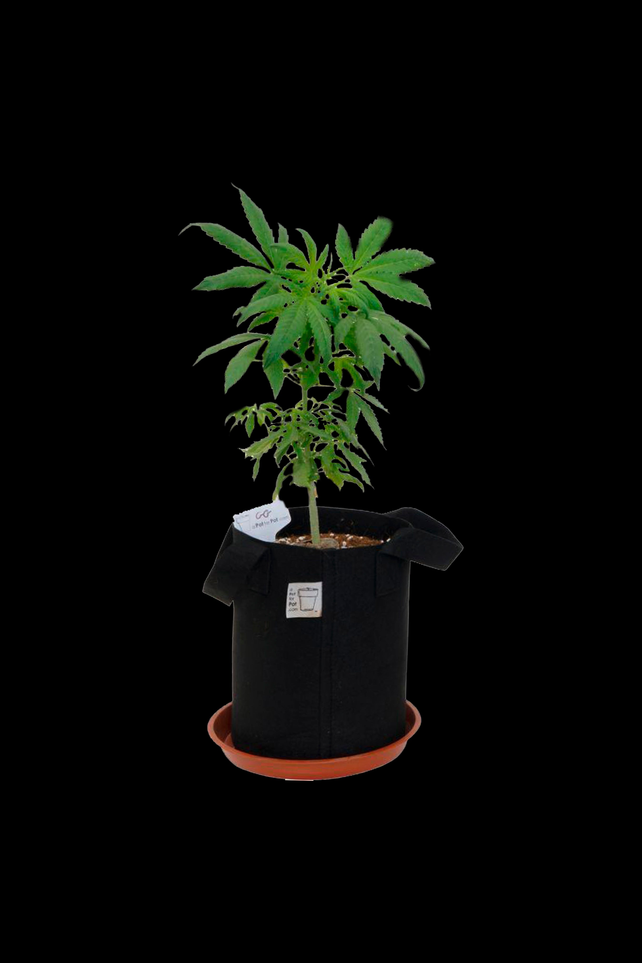 A Pot for Pot Premium Air Pruning Fabric Pots